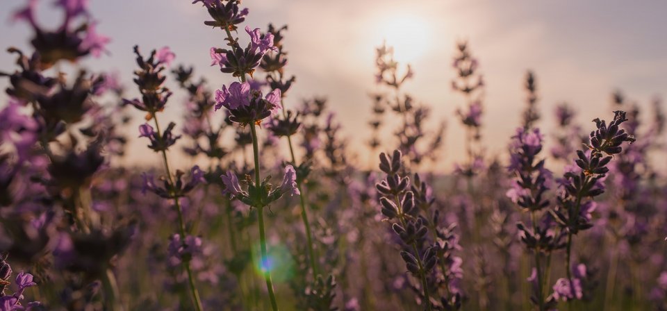 Nahaufnahme von blühenden duftenden Lavendelfeldern in endlosen Reihen bei Sonnenuntergang.