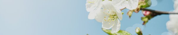 Blüten eines Apfelbaums
