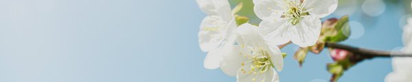 Blüten eines Apfelbaums