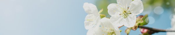 Blüten eines Apfelbaums