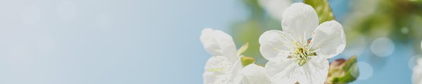 Blüten eines Apfelbaums