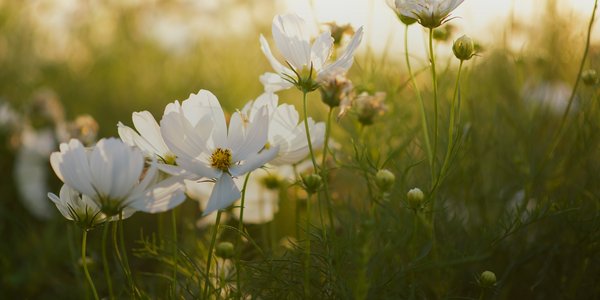 Joli champ de fleurs blanches au coucher du soleil