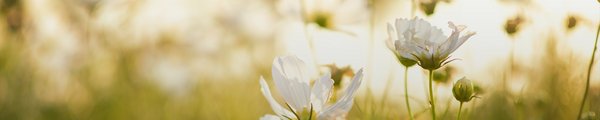 Joli champ de fleurs blanches au coucher du soleil