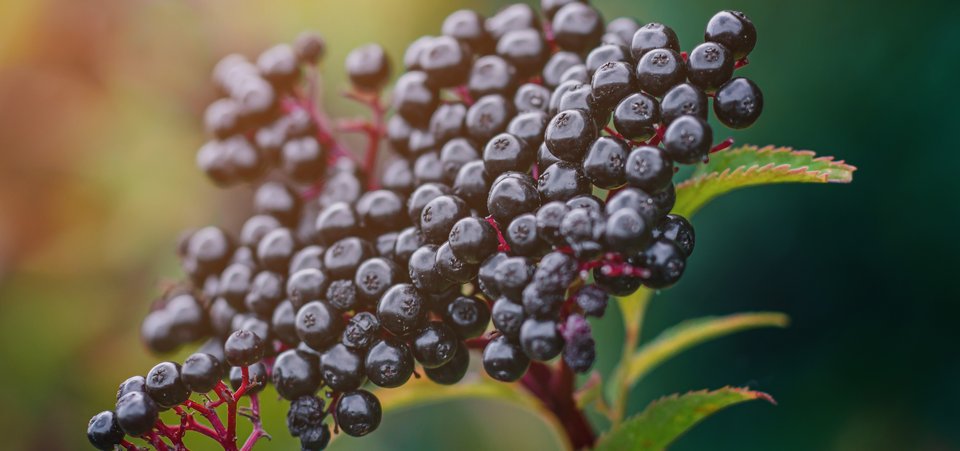 Holunderbeeren von der Sonne beleuchtet