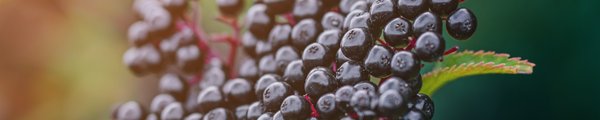Holunderbeeren von der Sonne beleuchtet