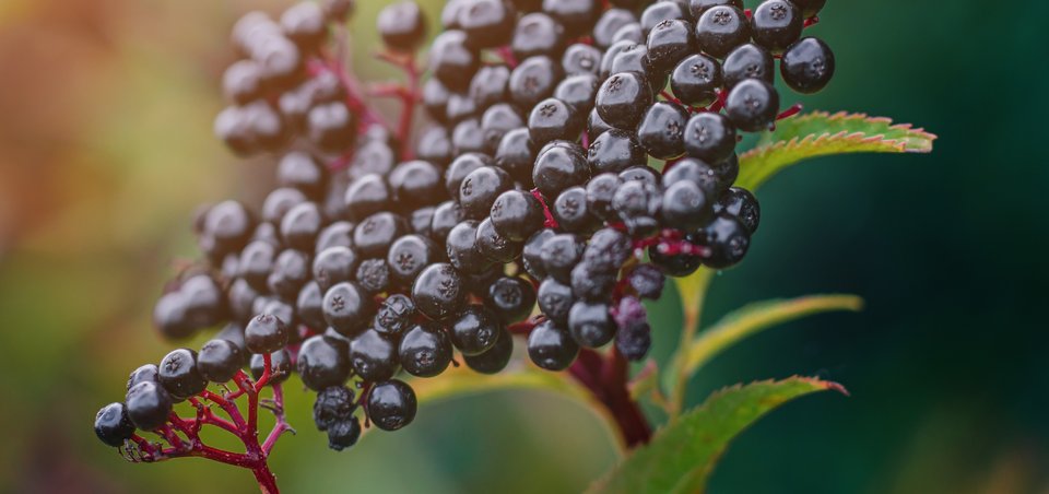 Holunderbeeren von der Sonne beleuchtet