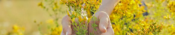 Hände, die Johanniskraut umfassen