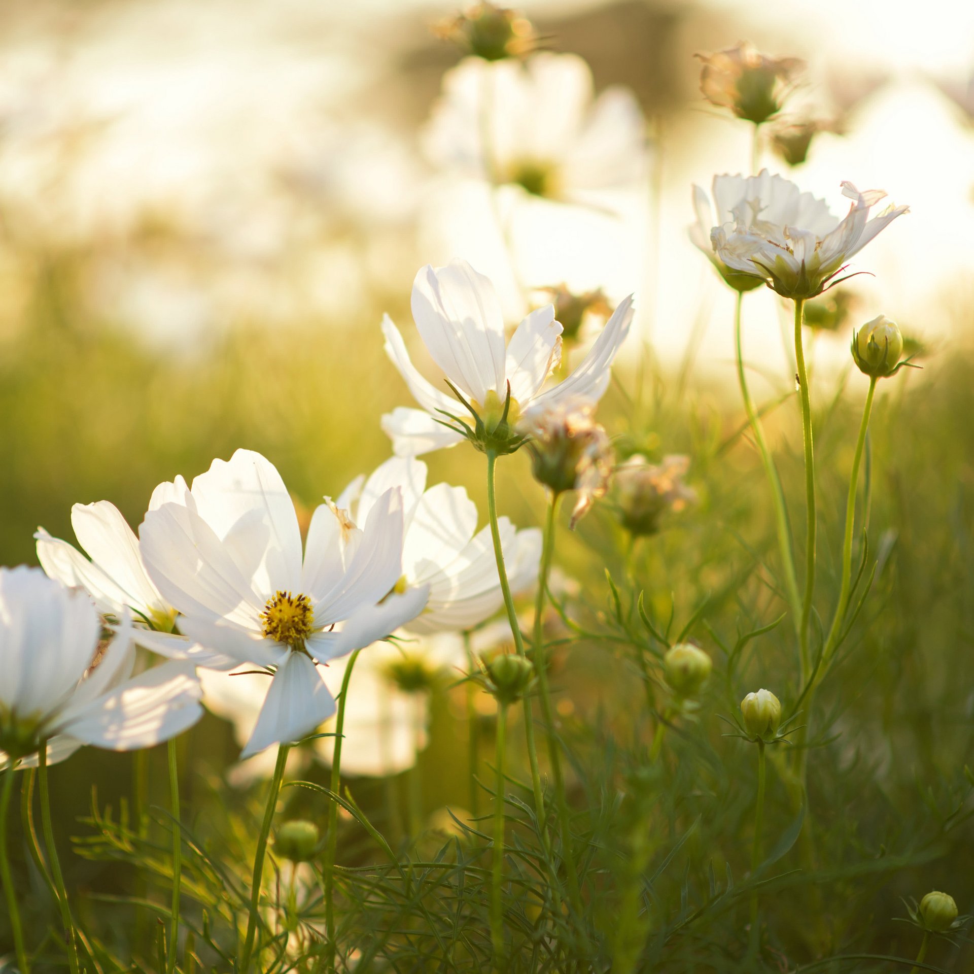 Weisse Blumen schönes Feld bei Sonnenuntergang