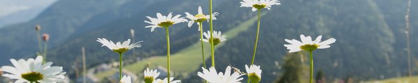 Blumenwiese vor einer Hügellandschaft
