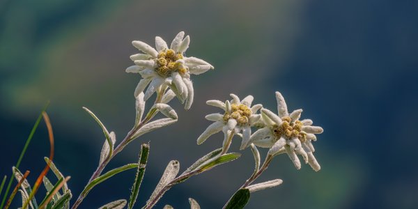 Edelweiss-Blumen