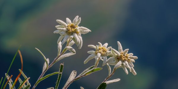 Edelweiss-Blumen