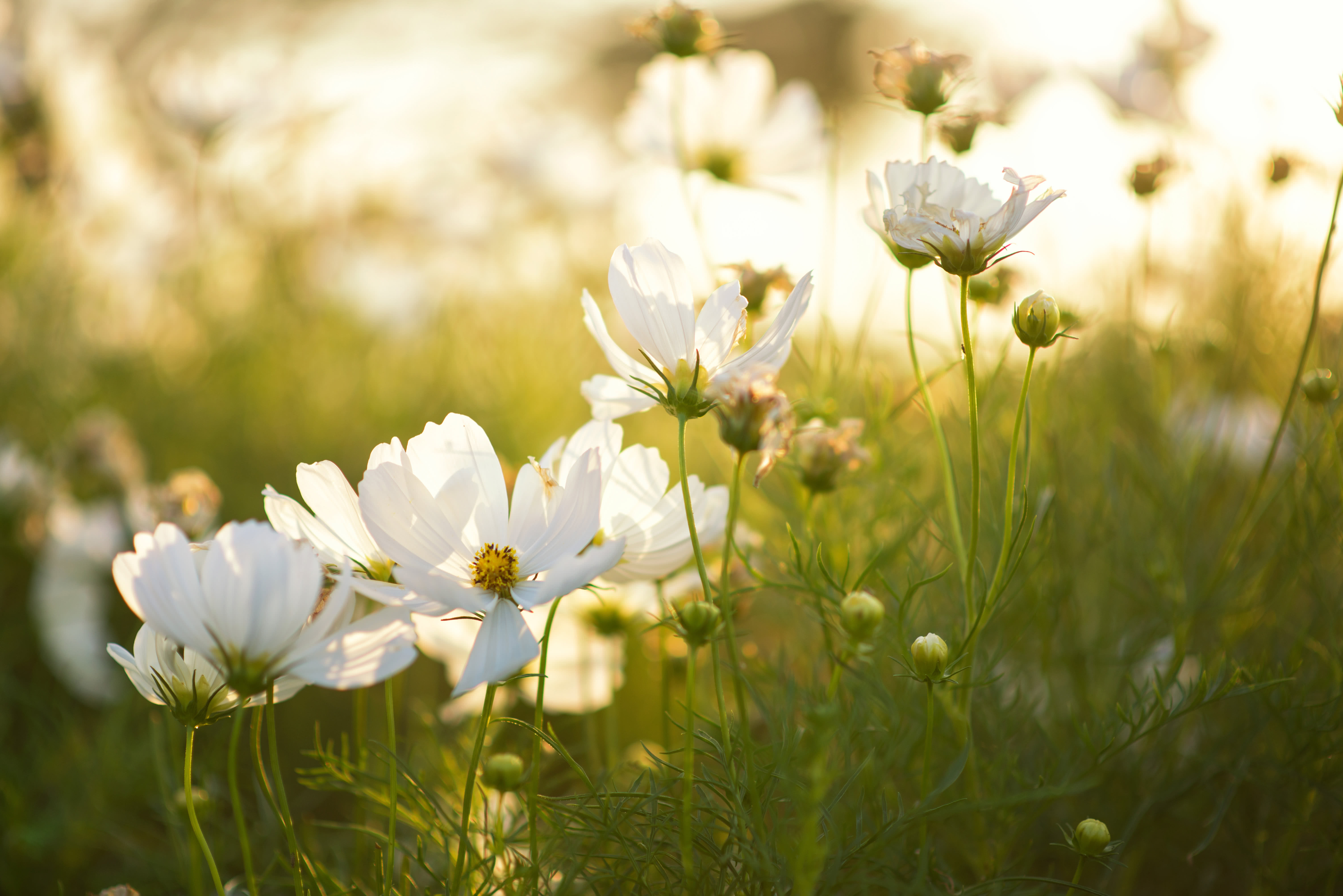 Weisse Blumen schönes Feld bei Sonnenuntergang
